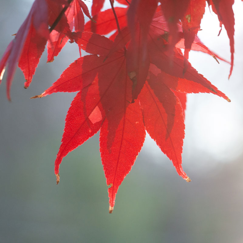 Here comes Christmas morning. Hearts full with presents and laughs,...